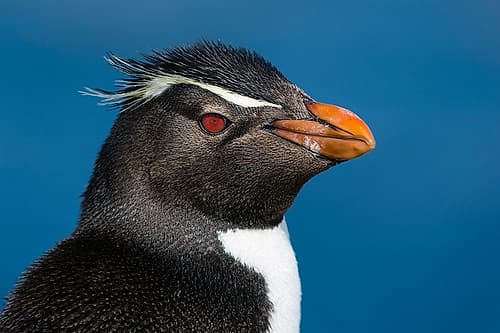 Close-up portrait of a rockhopper penguin-Eudyptes chrysocome Pebble Island-Falkland Islands Art Print